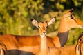 Young Impala starring at the camera.