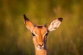 Young Impala starring at the camera.