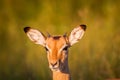 Young Impala starring at the camera.