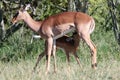 Young Impala suckles as it feeds off its mother