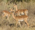 Young impalas in wild Royalty Free Stock Photo