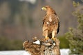 young imperial eagle in its territory watches for predators and prey Royalty Free Stock Photo