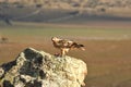 Imperial eagle perches on the rocks in its hunting territory Royalty Free Stock Photo