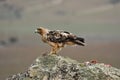 Imperial eagle perches on the rocks in its hunting territory Royalty Free Stock Photo