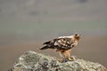 Imperial eagle perches on the rocks in its hunting territory Royalty Free Stock Photo