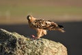 Imperial eagle perches on the rocks in its hunting territory Royalty Free Stock Photo
