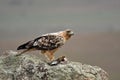 Imperial eagle perches on the rocks in its hunting territory Royalty Free Stock Photo