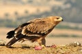 Young imperial eagle poses with food in the field Royalty Free Stock Photo