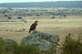 imperial eagle poses on a rock Royalty Free Stock Photo