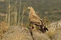 Young imperial eagle poses on a rock Royalty Free Stock Photo