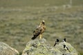 imperial eagle on the rock next to magpies Royalty Free Stock Photo