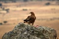 A young imperial eagle Royalty Free Stock Photo