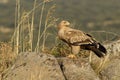 Young imperial eagle watches over rocks