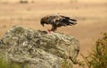 A young imperial eagle Royalty Free Stock Photo