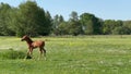 Young impetuous foal gallops around the grazing mare in a spacious green paddock during spring.