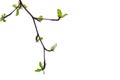 Young Indian almond leaves with branches on white isolated background for green foliage backdrop Royalty Free Stock Photo