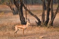 Indian bennetti gazelle or chinkara in Rathnambore National Park, Rajasthan, India Royalty Free Stock Photo