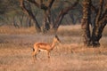 Indian bennetti gazelle or chinkara in Rathnambore National Park, Rajasthan, India Royalty Free Stock Photo