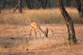 Indian bennetti gazelle or chinkara in Rathnambore National Park, Rajasthan, India Royalty Free Stock Photo