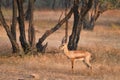 Indian bennetti gazelle or chinkara in Rathnambore National Park, Rajasthan, India Royalty Free Stock Photo