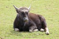 A Young Indian Bison Royalty Free Stock Photo