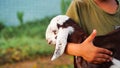 Indian little boy holding the small goat. Friendship of child and yeanling, image toned Royalty Free Stock Photo