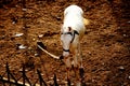 Young Indian breed white horse tied by white rope Royalty Free Stock Photo