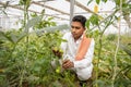 Young indian farmer inspecting or harvesting unripe tomatoes crop from his poly house or greenhouse, modern organic farming, Royalty Free Stock Photo