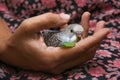 Young Indian girl feeding pet bird budgie chick or baby love bird with her hand Royalty Free Stock Photo
