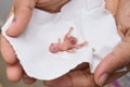 Young Indian girl feeding pet bird budgie chick or baby love bird with her hand