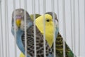 Young Indian girl feeding pet bird budgie chick or baby love bird with her hand Royalty Free Stock Photo