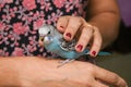 Young Indian girl feeding pet bird budgie chick or baby love bird with her hand Royalty Free Stock Photo