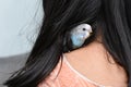 Young Indian girl feeding pet bird budgie chick or baby love bird with her hand Royalty Free Stock Photo