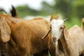 young indian goat at field Royalty Free Stock Photo