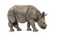 Young Indian one-horned rhinoceros (8 months old) Royalty Free Stock Photo