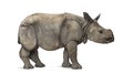 Young Indian one-horned rhinoceros (8 months old) Royalty Free Stock Photo