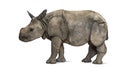 Young Indian one-horned rhinoceros (8 months old) Royalty Free Stock Photo