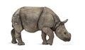 Young Indian one-horned rhinoceros (8 months old) Royalty Free Stock Photo