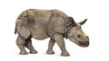 Young Indian one-horned rhinoceros (8 months old) Royalty Free Stock Photo