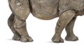 Young Indian one-horned rhinoceros (8 months old) Royalty Free Stock Photo