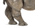 Young Indian one-horned rhinoceros (8 months old) Royalty Free Stock Photo