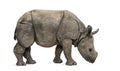 Young Indian one-horned rhinoceros (8 months old)