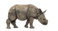 Young Indian one-horned rhinoceros (8 months old) Royalty Free Stock Photo