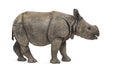 Young Indian one-horned rhinoceros (8 months old) Royalty Free Stock Photo