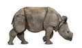 Young Indian one-horned rhinoceros (8 months old) Royalty Free Stock Photo