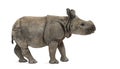 Young Indian one-horned rhinoceros (8 months old) Royalty Free Stock Photo