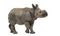 Young Indian one-horned rhinoceros (8 months old)
