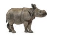 Young Indian one-horned rhinoceros (8 months old)