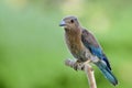 Young Indian Roller Coracias Benghalensis Blue Jay In Juvenile Plumage With Overall Grey And Little Blue Feathers, Exotic