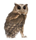 Young Indian Scops Owl, Otus bakkamoena Royalty Free Stock Photo